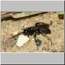 Anoplius nigerrimus - Wegwespe w01c 10mm OS-Hasbergen-Lehmhuegel-det.jpg